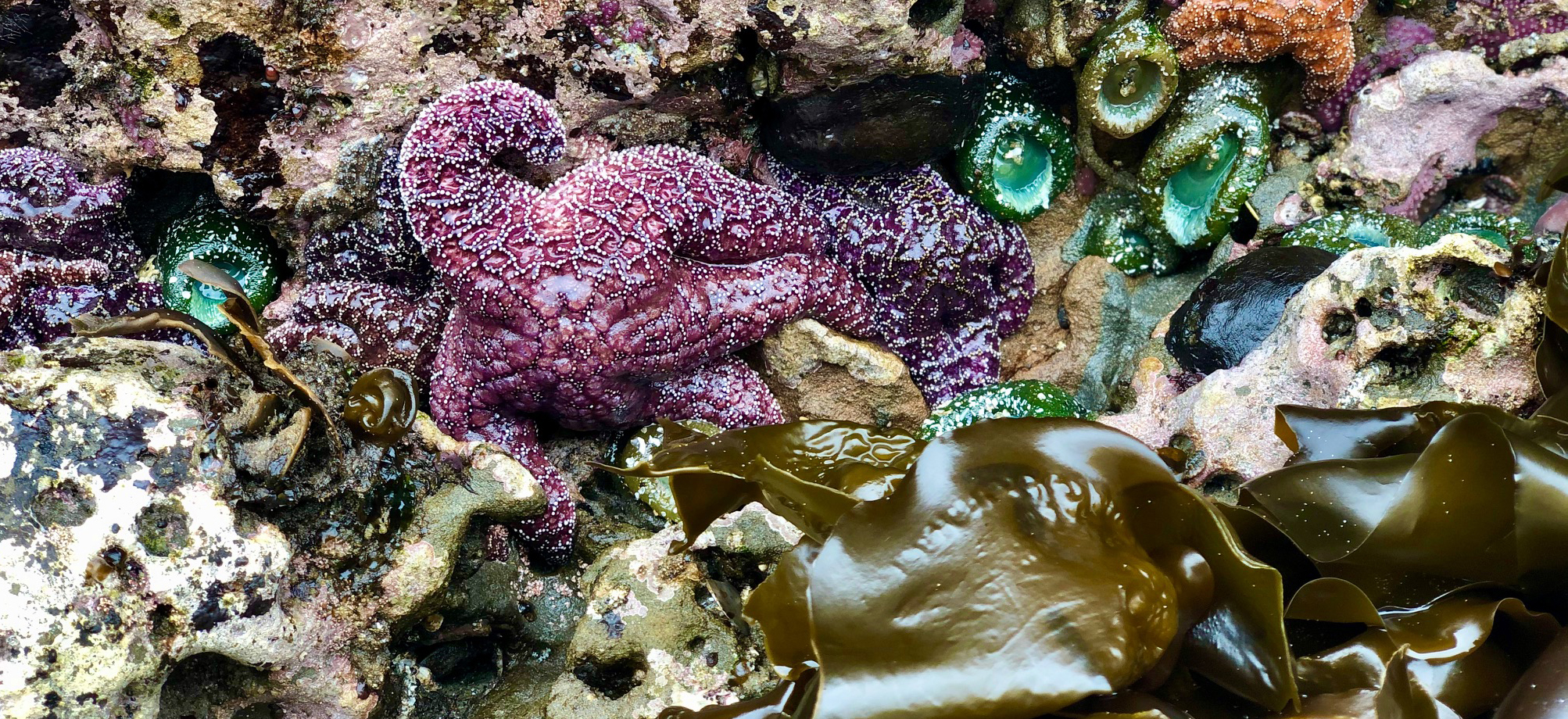 Starfish