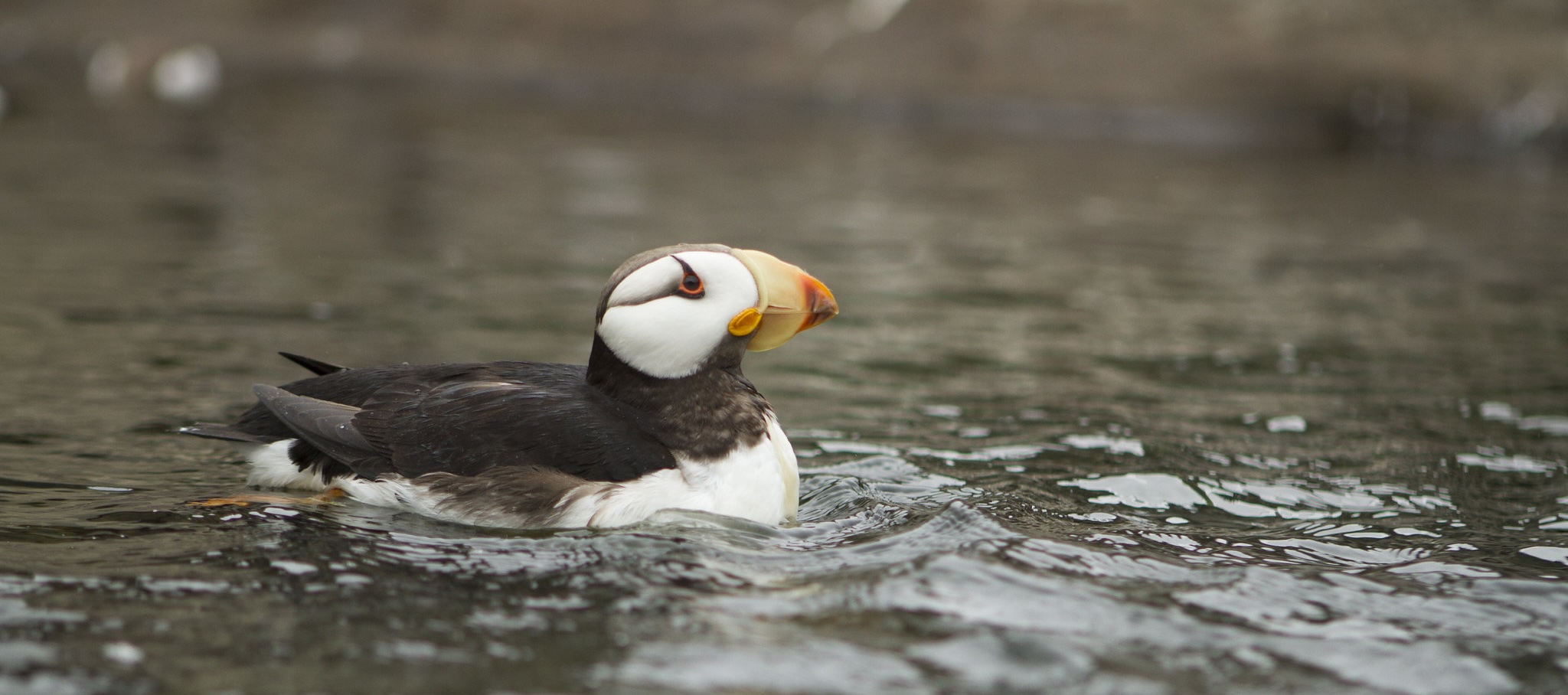 Puffin