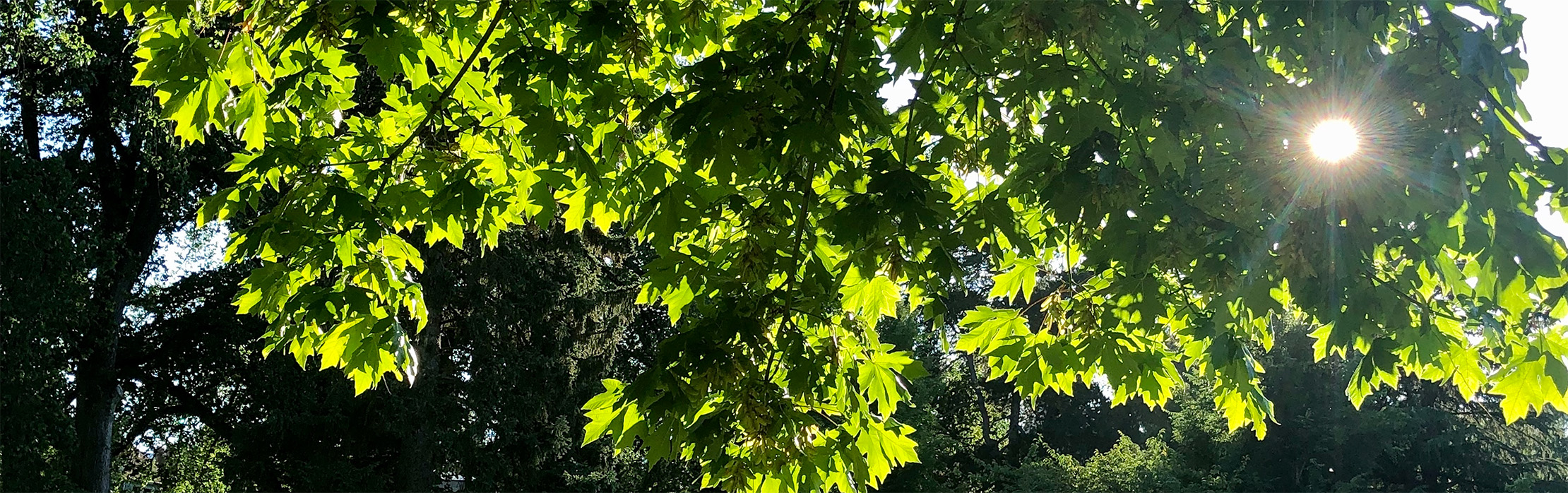 summer sunlight through tree branches